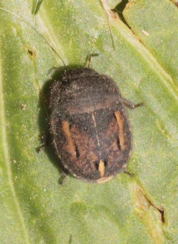 Odontoscelis fuliginosa